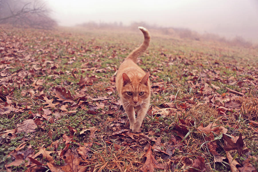 Orange Tabby Cat Walking On Leaves Photograph by Jena Ardell