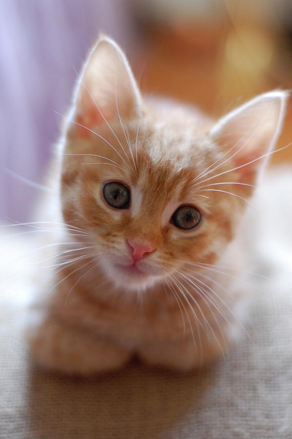 cute orange tabby cat