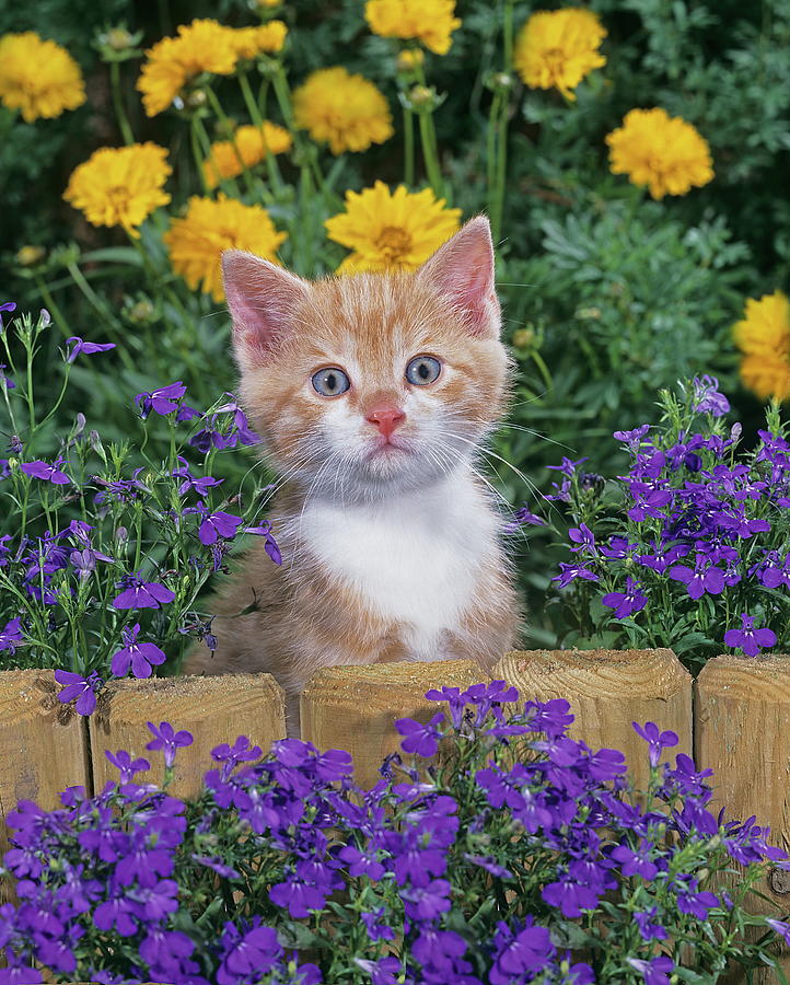 Animal Digital Art - Orange Tabby Kitten by Robert Maier