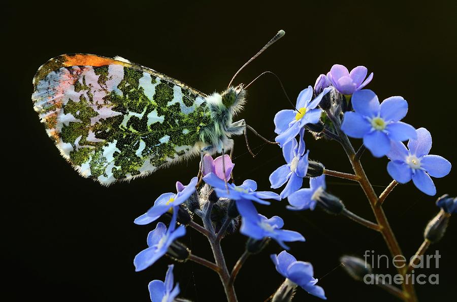 Orange-tip Butterfly Photograph by Colin Varndell/science Photo Library