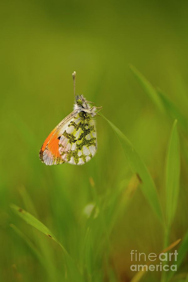 Orange Tip Butterfly Photograph by Photostock-israel/science Photo Library