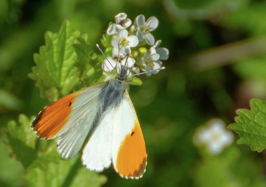 Orange Tip Butterfly Photograph by Scott Lyons