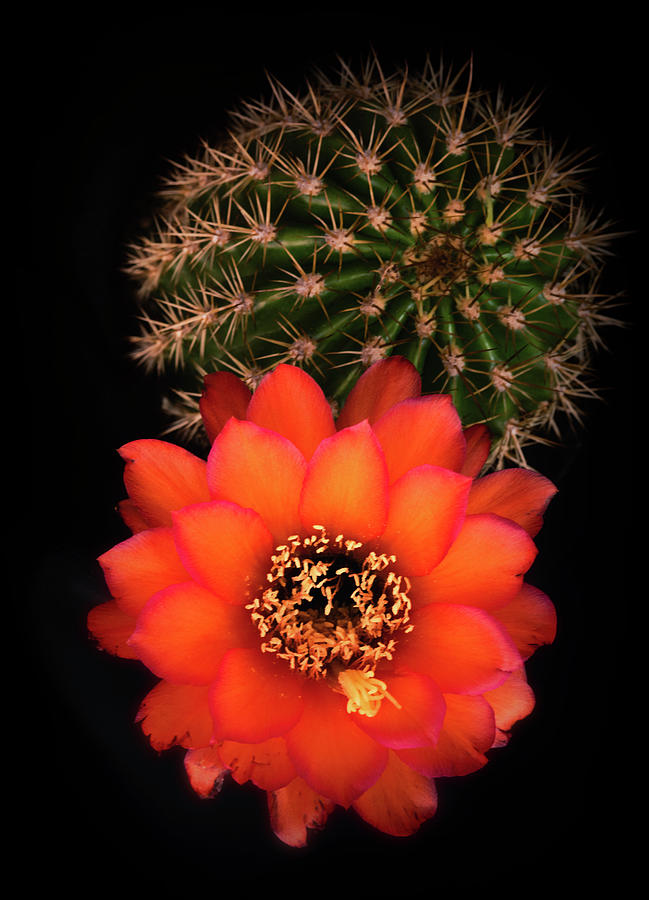 Orange Torch Cactus  Photograph by Saija Lehtonen
