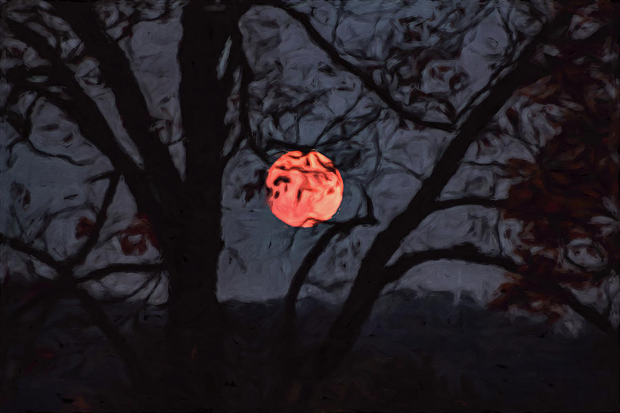 Orange Tree by Davin McLaird Orange Tree by Davin McLaird