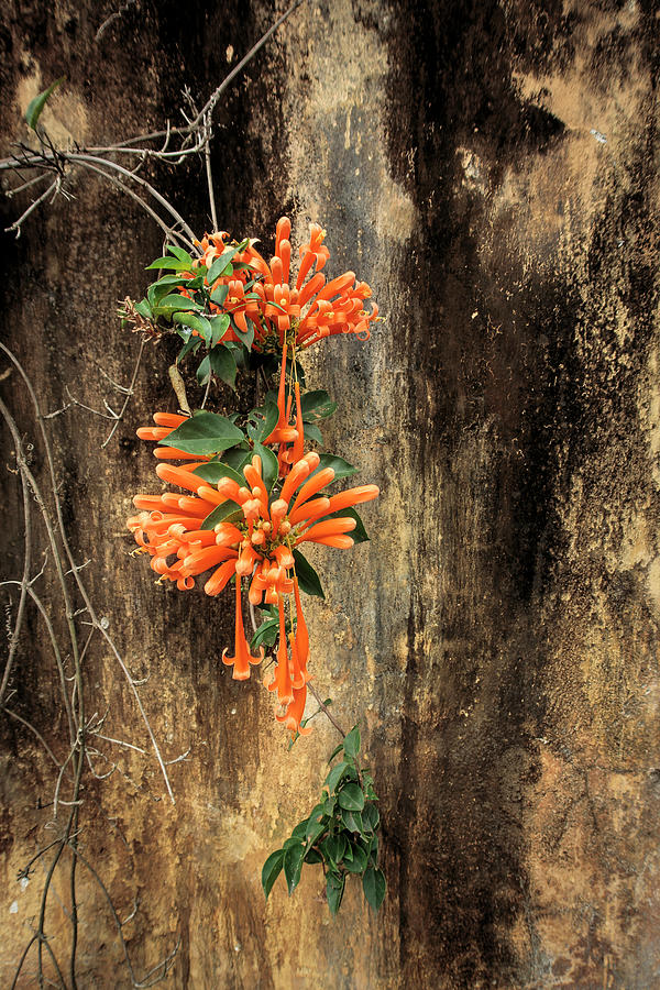 Orange Trumpet Vine Africa Photograph by Mary Lee Dereske