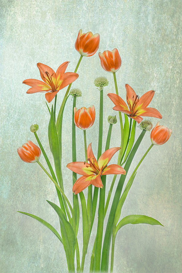 Orange Tulip And Lily Photograph by Lydia Jacobs
