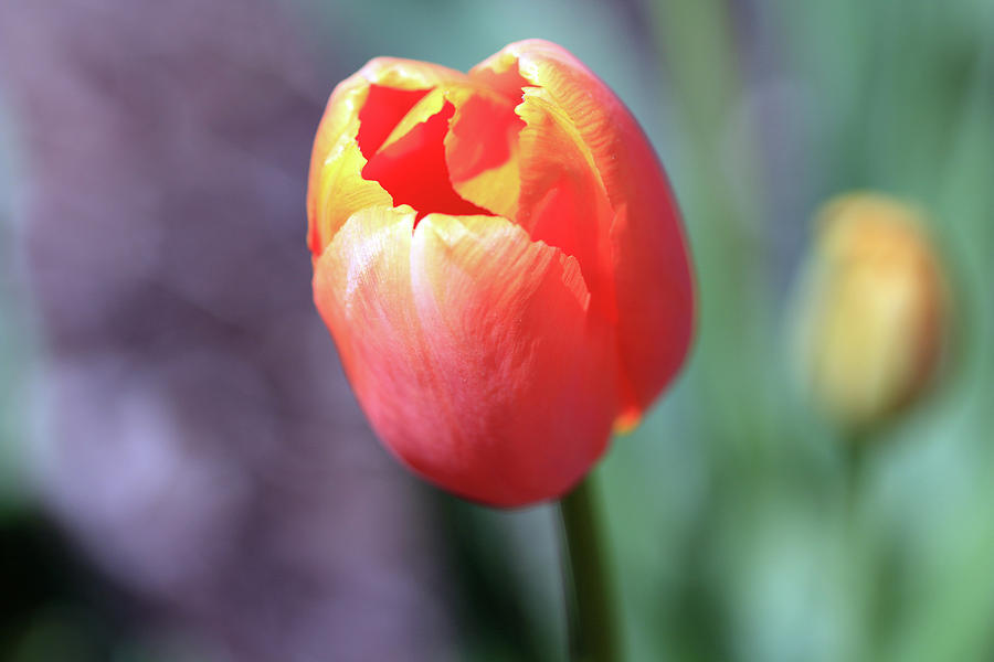 Orange Tulip Photograph by Angela Murdock