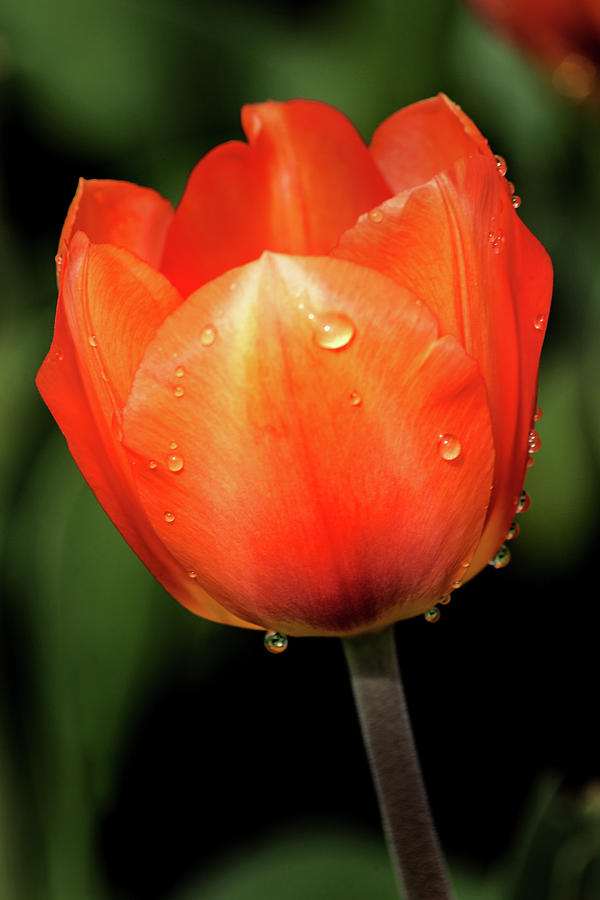 Orange Tulip Photograph by Don Johnson