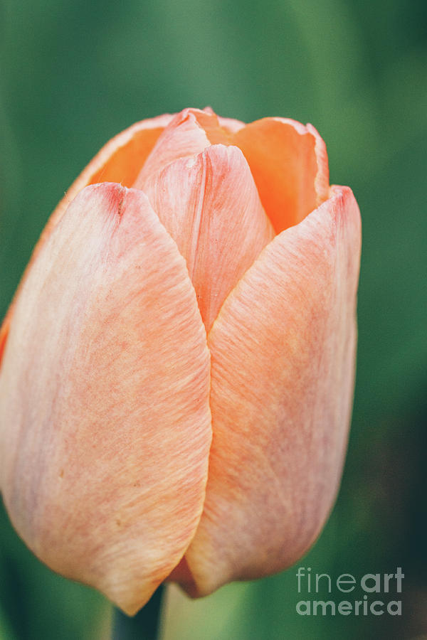 Orange Tulip Flower Close-up - Macro Outdoors Photograph