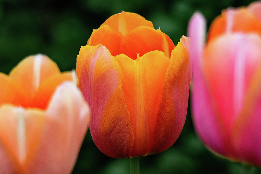 Orange Tulip Macro Photograph by Mary Ann Artz