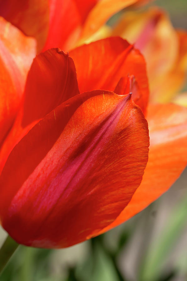 Orange Tulips Photograph by Dawn Cavalieri