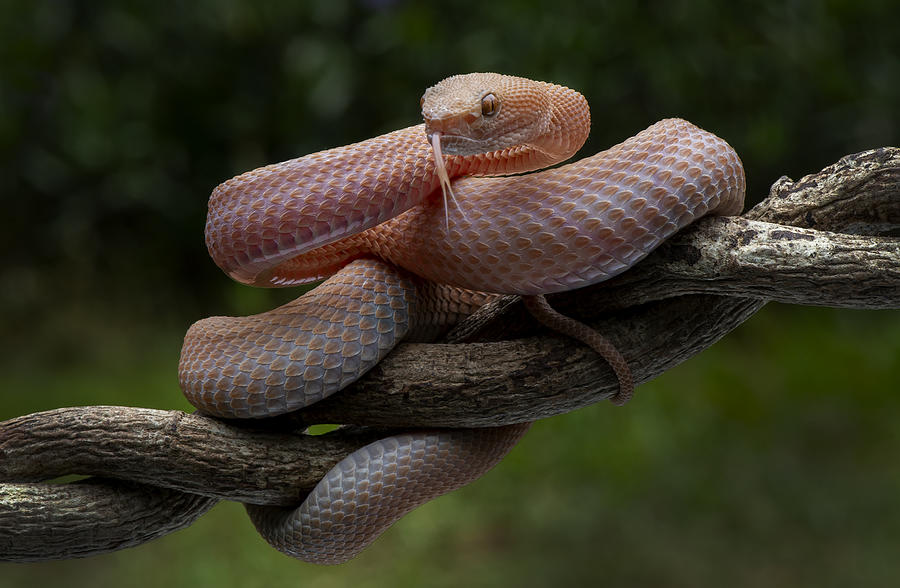 Snake Photograph - Orange Viper by Mieke Suharini