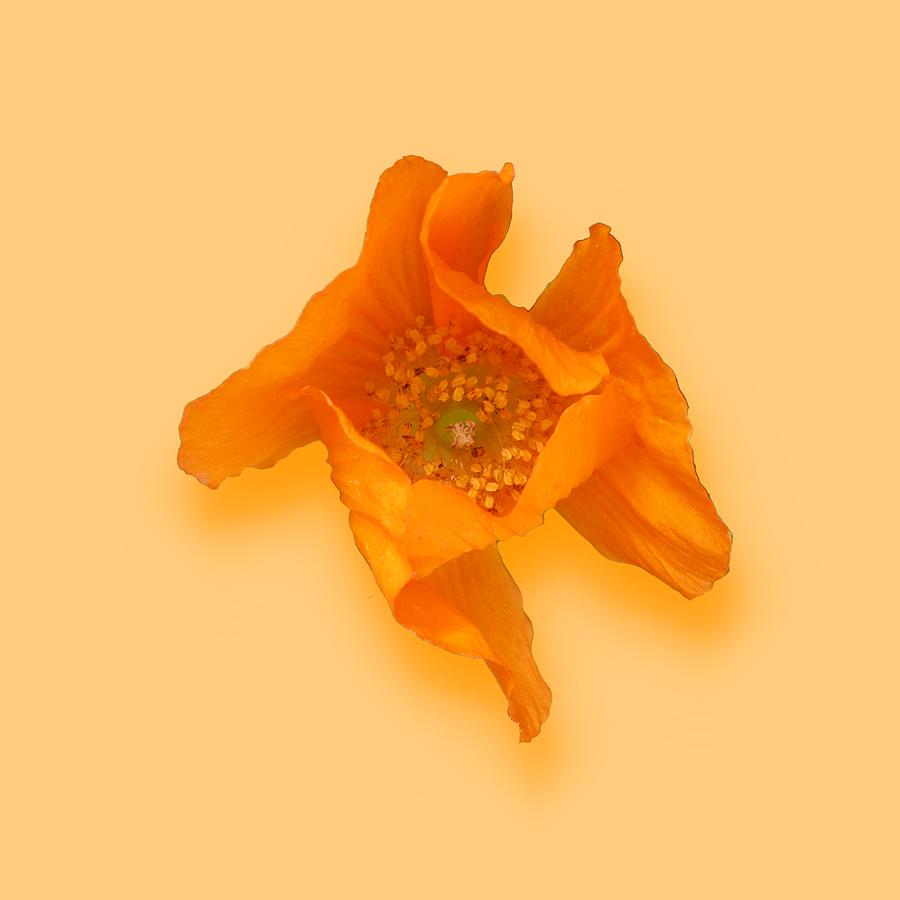 Orange Welsh Poppy by Wilma Barnwell Orange Welsh Poppy by Wilma Barnwell