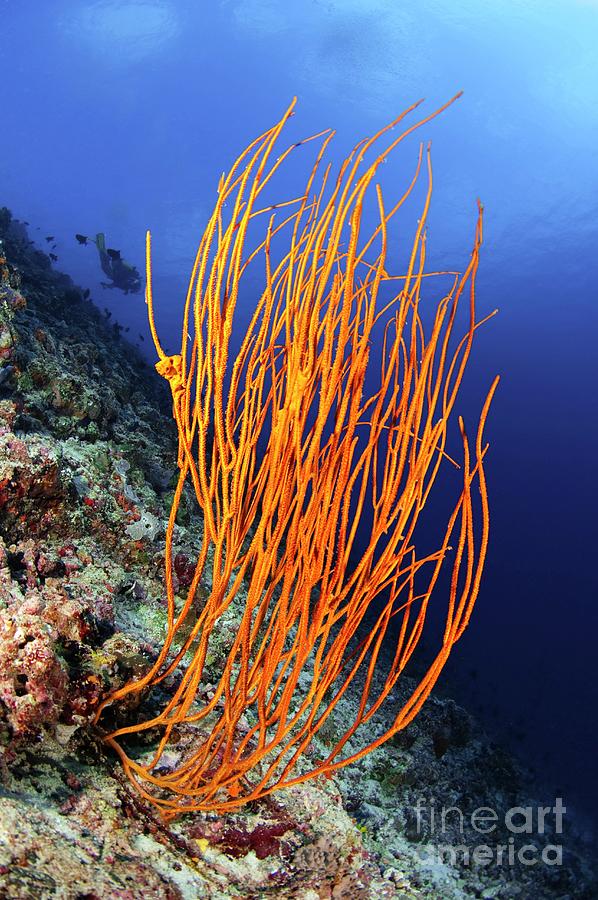 Orange Whip Coral Photograph by Scubazoo/science Photo Library