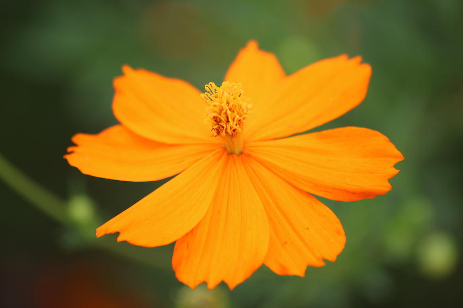 orange Wild Flower Photograph by David Lee Martin | Fine Art America