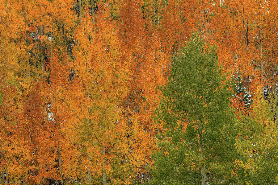 Fall Photograph - Orange Wildfire by Bill Sherrell