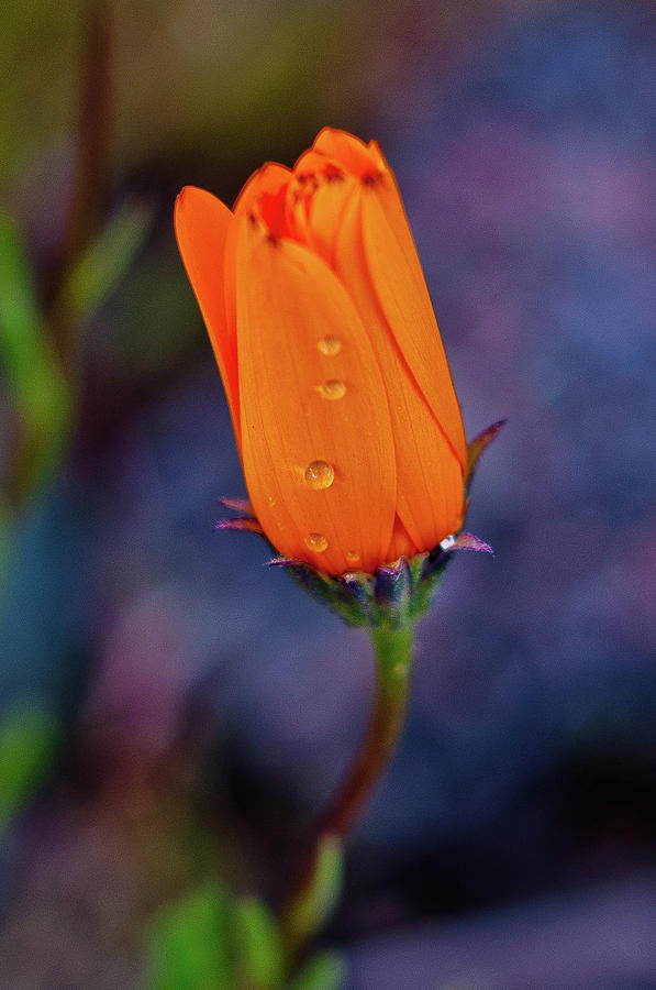 Orange Wildflower after the Rain Photograph by Denise Elfenbein