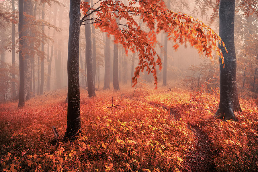 Orange Wood Photograph by Evgeni Dinev