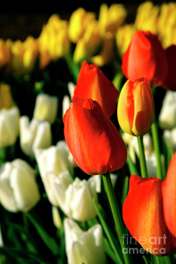 Orange Yellow and White Tulips Photograph by Denise Bruchman