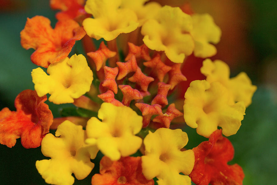 Orange Yellow Lantana Flower Photograph by Iris Richardson - Fine Art ...