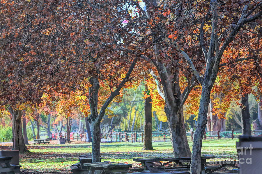 Orange Yellow Leaves Autumn Trees Park Landscape  Photograph by Chuck Kuhn