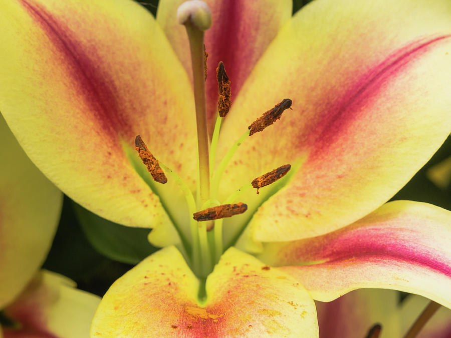 Lily Photograph - Orange yellowish lily flower by Tosca Weijers