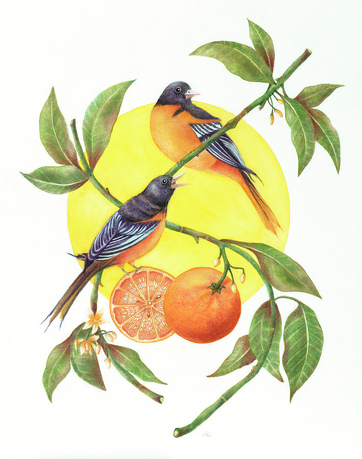 Animal Painting - Oranges And Orioles by Deborah Kopka