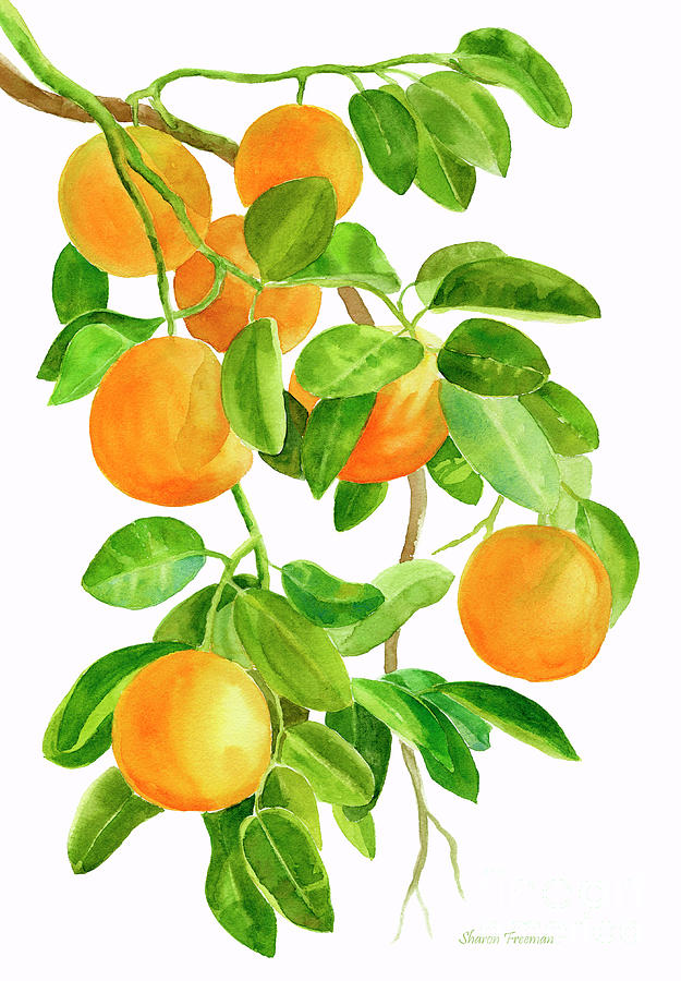 Fruit Painting - Oranges on a Branch by Sharon Freeman