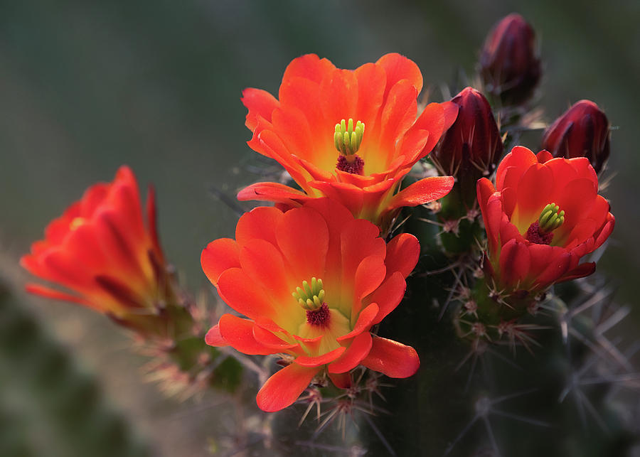 Orangey Hedgehog Cactus Flowers  Photograph by Saija Lehtonen