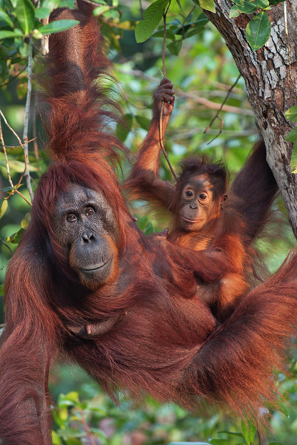 Orangutan And Baby Hanging Photograph by Suzi Eszterhas