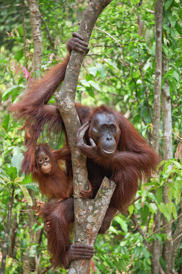 Orangutan And Baby Up Tree Photograph by Suzi Eszterhas