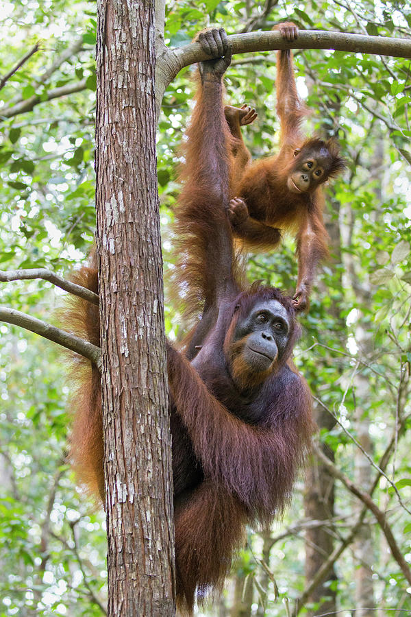 Orangutan And Two Year Old Photograph by Suzi Eszterhas