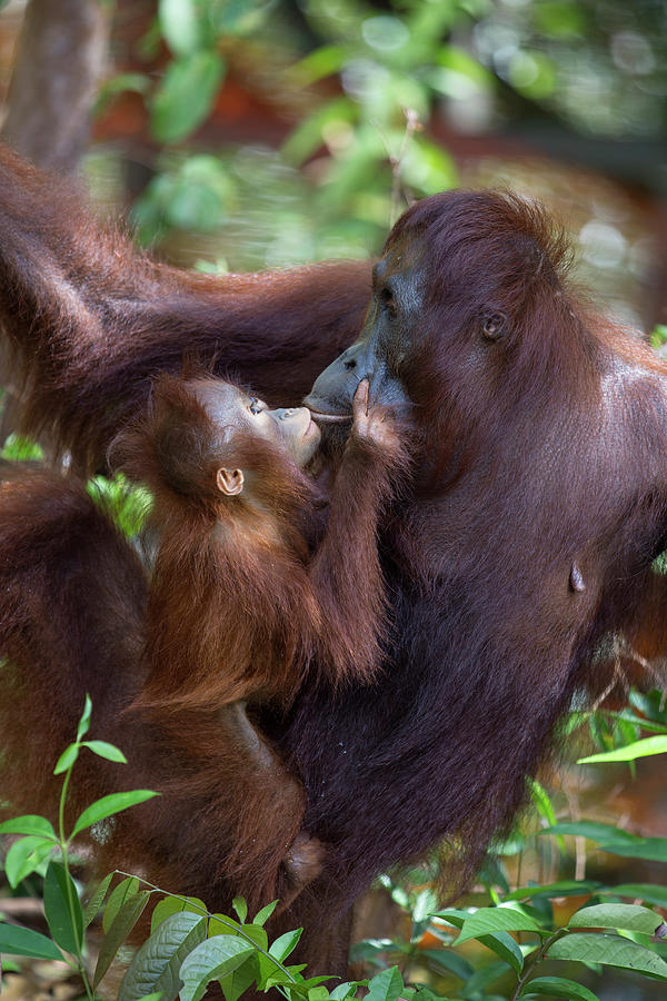 Orangutan Baby Begging For Food Photograph by Suzi Eszterhas