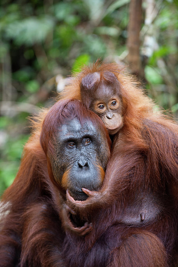 Orangutan Baby Holding On Photograph by Suzi Eszterhas