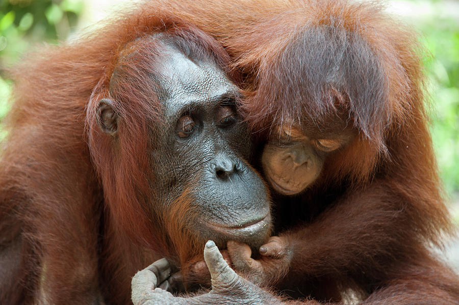 Orangutan Baby Trying For Food Photograph by Suzi Eszterhas