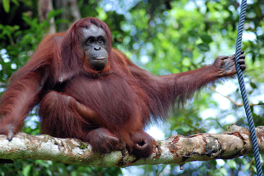 Rope Photograph - Orangutan Borneo by Thepurpledoor