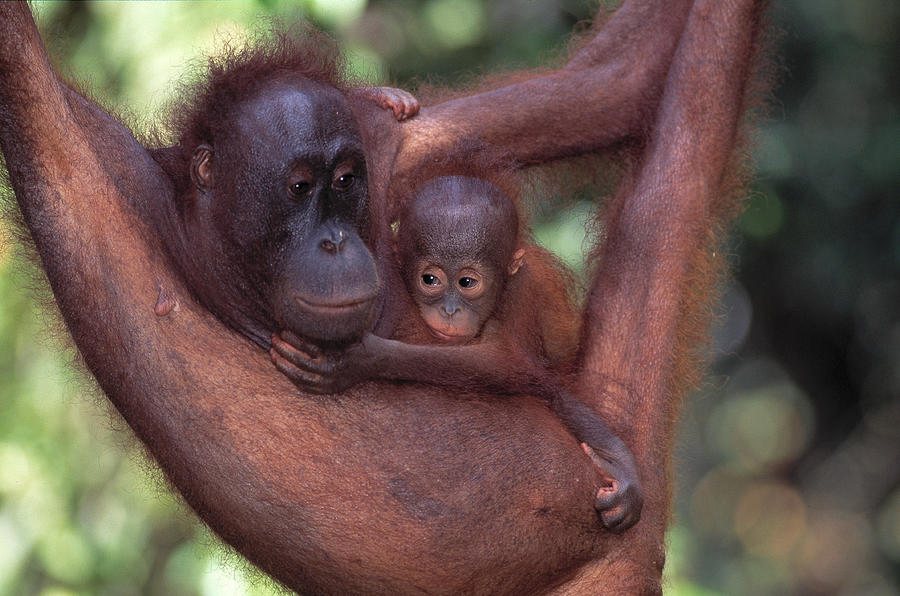 Orangutan Carrying Young Pongo Pygmaeus Photograph by Nhpa