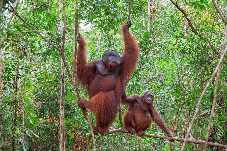 Orangutan Couple Up Tree Photograph by Suzi Eszterhas