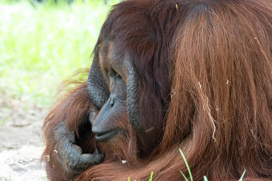 Orangutan Cz 17 Photograph by Robert Michaud - Fine Art America