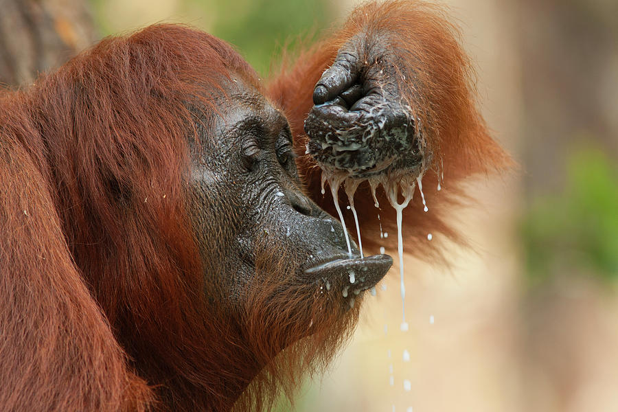 Orangutan Drinking Photograph by Suzi Eszterhas