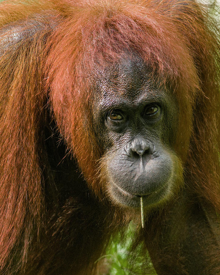 Orangutan Feeding Photograph by Tim Fitzharris