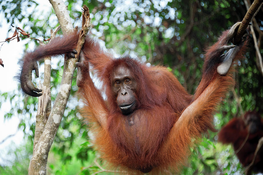 Orangutan Hanging In Tree Photograph by Suzi Eszterhas
