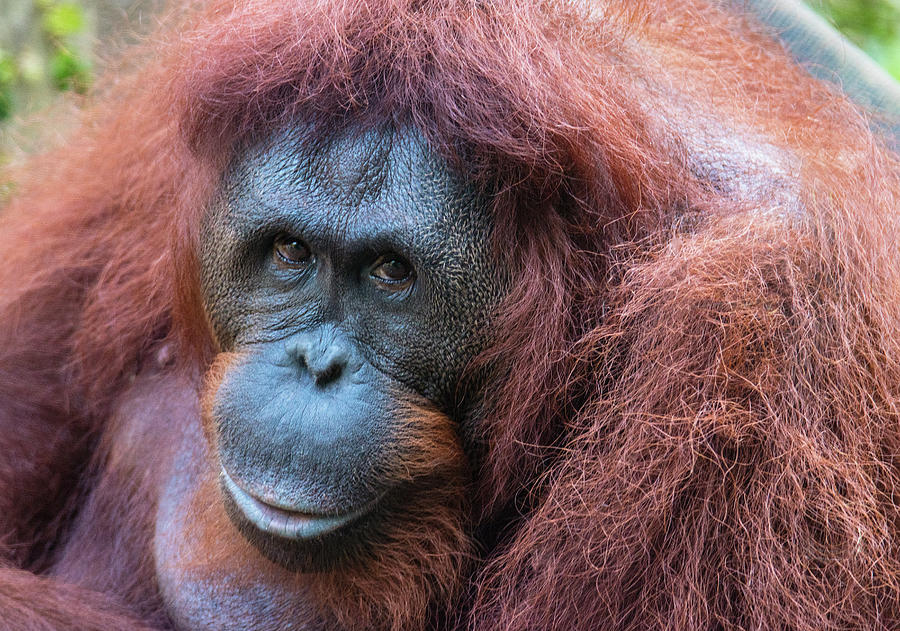 Animal Photograph - Orangutan Hz 17 1 by Robert Michaud