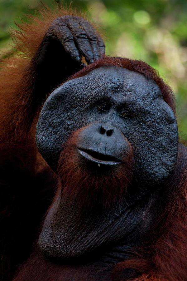 Orangutan In Borneo Photograph by Scott Portelli