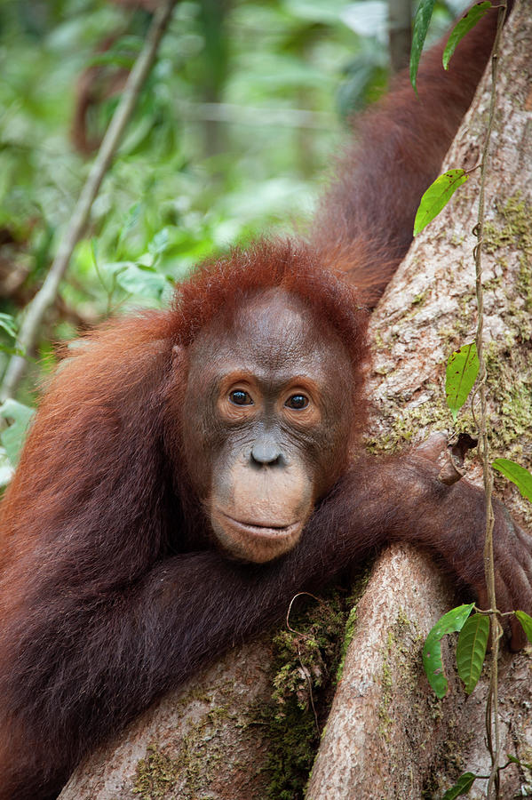 Orangutan In Portrait Photograph by Suzi Eszterhas
