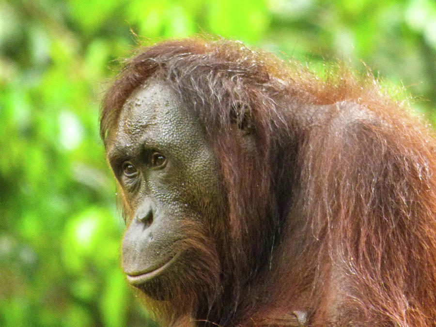  Orangutan  in Profile  Photograph by Lisa Crawford
