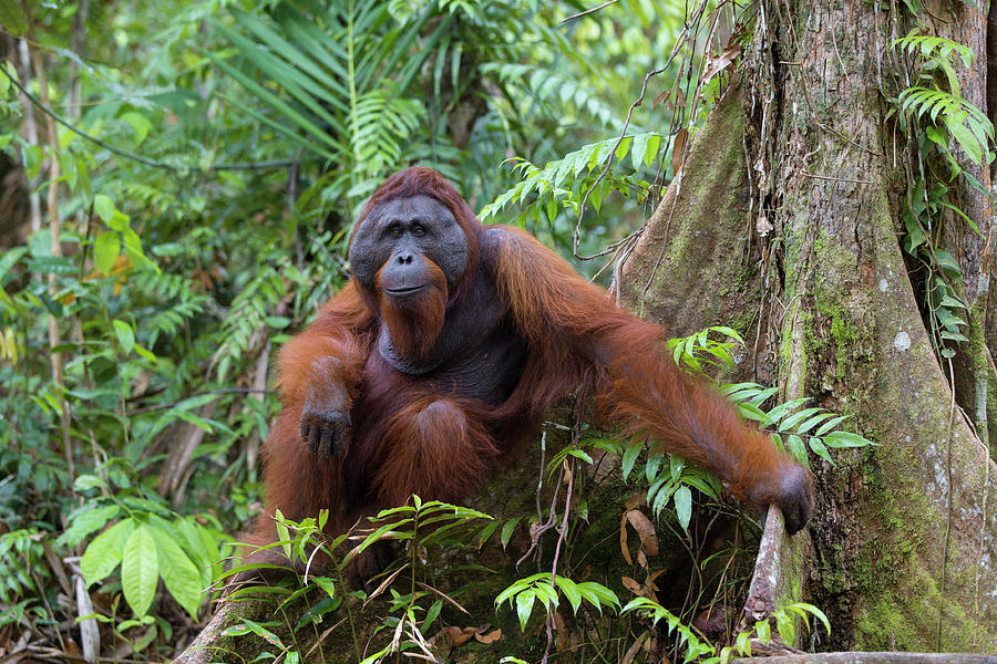 Orangutan In The Rainforest Photograph by Suzi Eszterhas