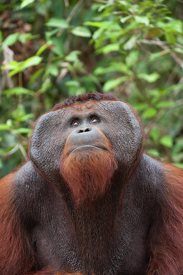 Orangutan Looking Up To Canopy Photograph by Suzi Eszterhas