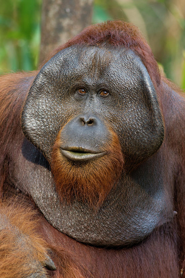 Orangutan Male In Portrait Photograph by Suzi Eszterhas