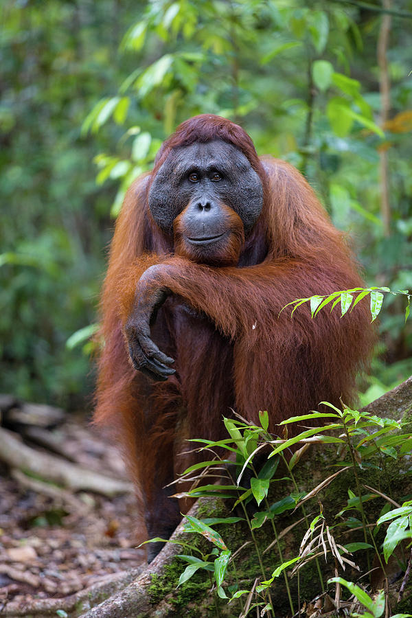 Orangutan Male In The Rainforest Photograph by Suzi Eszterhas